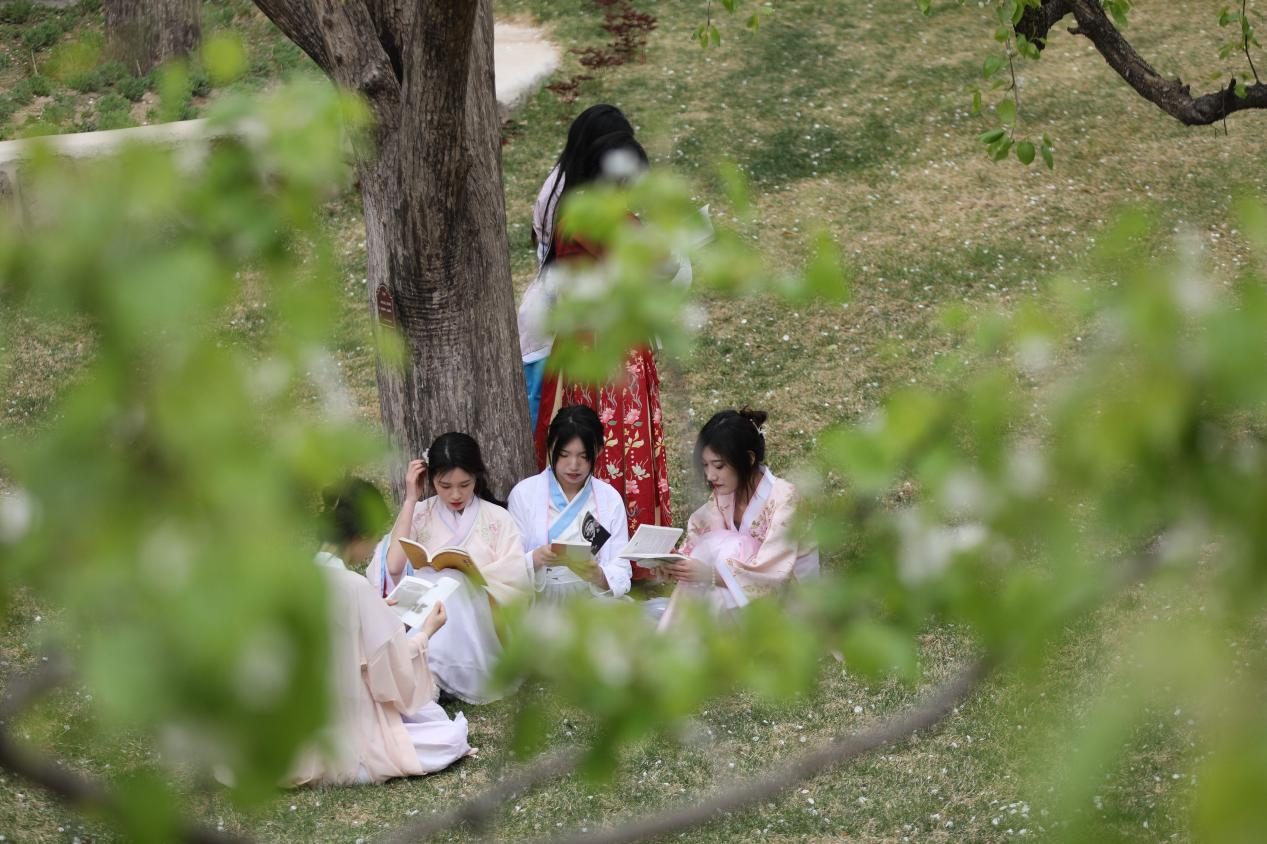 学生在梨树下赏花、读书。 刘环宇摄