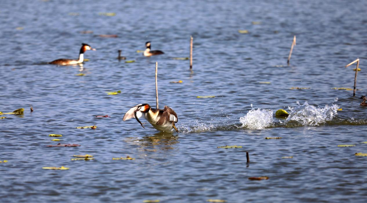衡水湖的鳥兒們在捕食。 王鐵良攝