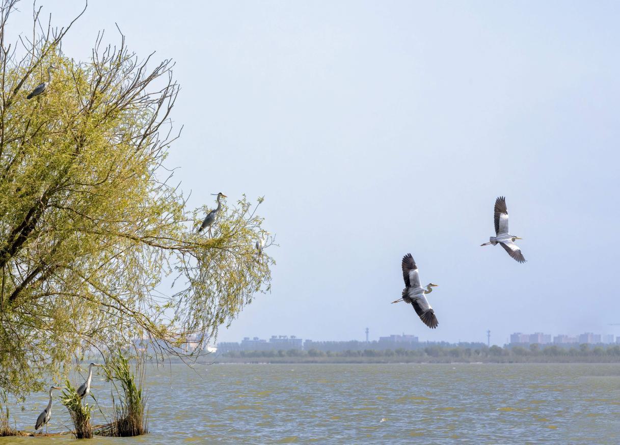 苍鹭在春天的衡水湖畔栖息、飞舞。 王耀摄