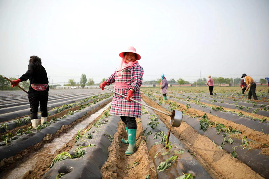 4月28日，河北保定清苑北段庄千亩红薯种植基地，村民们给秧苗浇水。 刘鹏摄