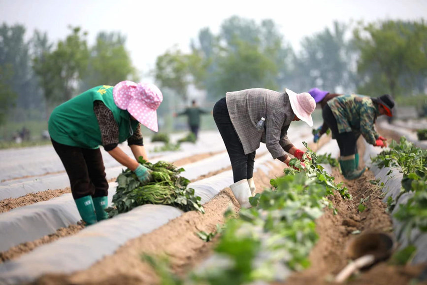 4月28日，河北保定清苑北段庄千亩红薯种植基地，村民们将红薯秧苗栽入田地。 刘鹏摄