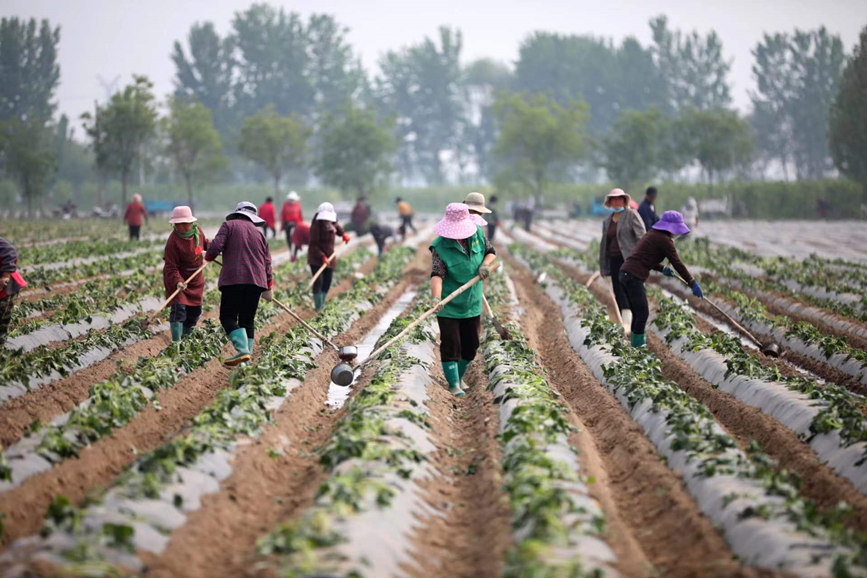 4月28日，河北保定清苑北段庄千亩红薯种植基地，村民们正忙着种植红薯苗。 刘鹏摄