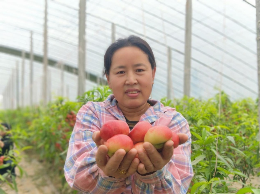 种植户展示成熟的大棚油蟠桃。 赵国华摄