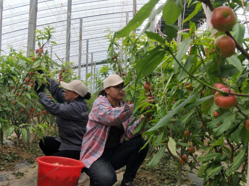 种植户在采摘大棚油蟠桃。 赵国华摄