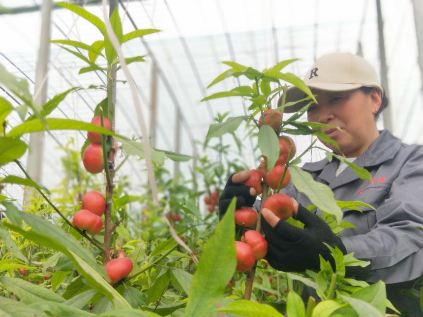 种植户在采摘大棚油蟠桃。 赵国华摄