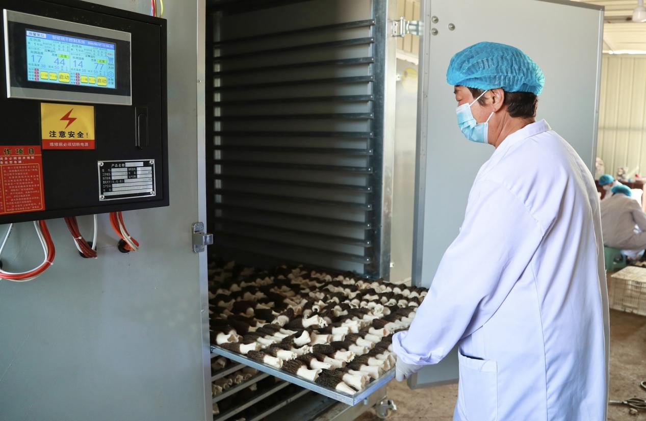 工人正在将新鲜羊肚菌放入烘干机内。 陈英华摄