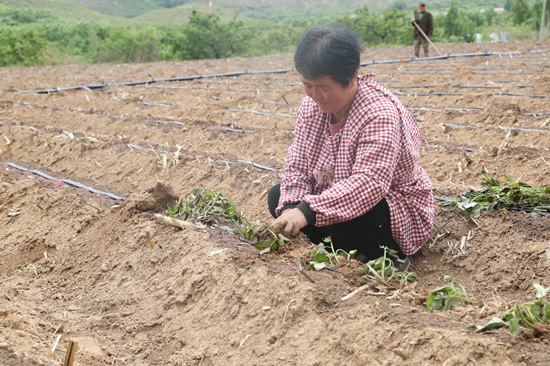 工人在栽种红薯秧苗。 赵端摄