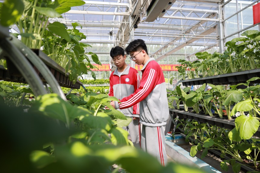 在河北省邢台市广宗县第一中学教育实践基地，学生正在分辨各种蔬菜。 梁智晓摄