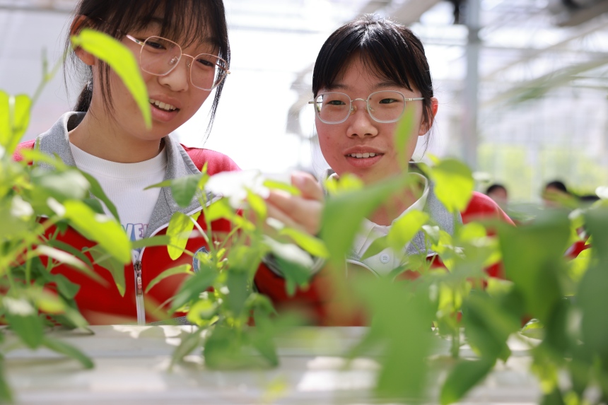 在河北省邢台市广宗县第一中学教育实践基地，学生正在分辨各种蔬菜。 梁智晓摄
