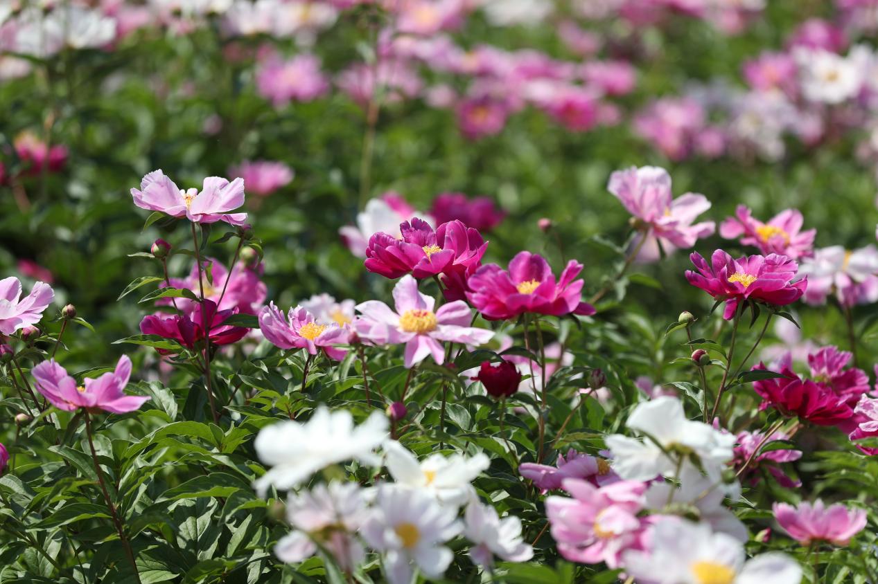 东光县找王镇芍药园内正值盛花期的芍药花。 陈英华摄