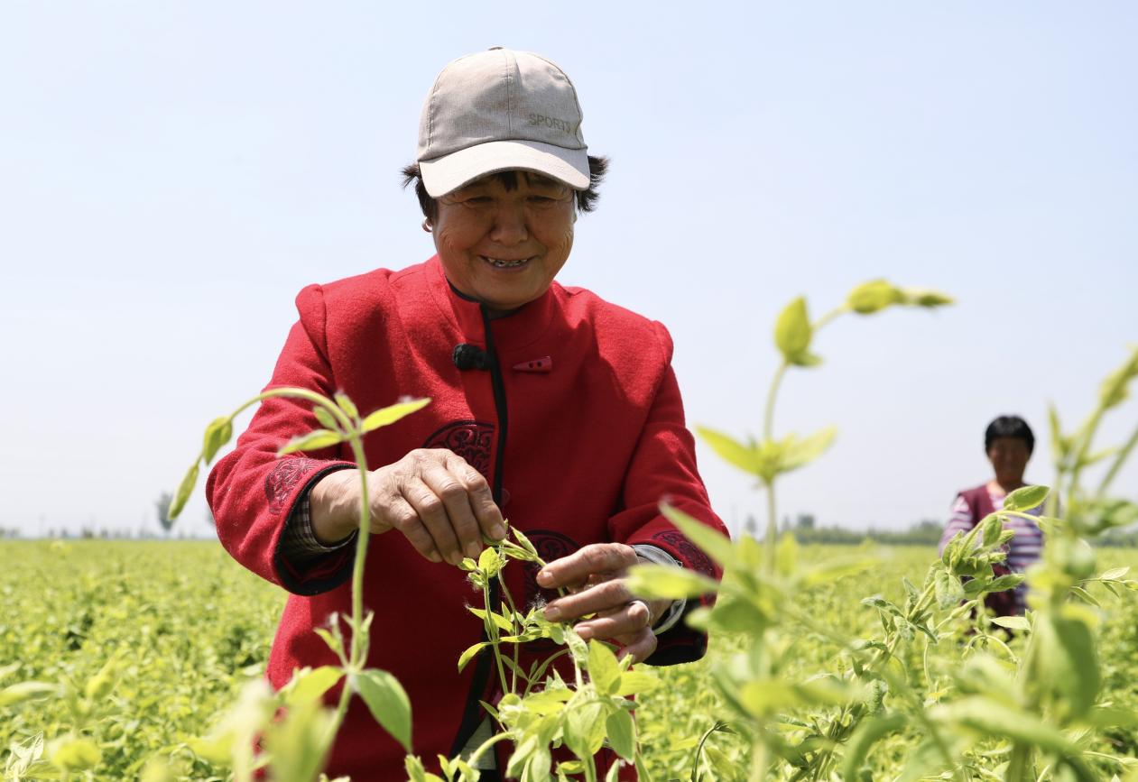 农户为金银花整枝打杈。 陈英华摄