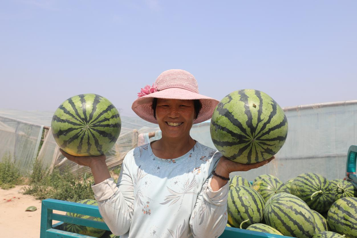 在河北大名束館鎮閆庄村的瓜棚外，農戶展示剛摘的西瓜。 龐濤攝