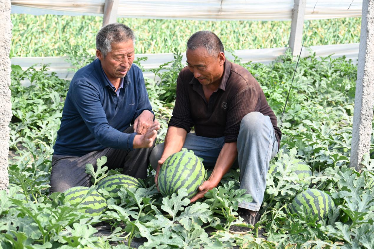 在束館鎮閆庄村的瓜棚裡，農戶在採摘西瓜。 袁藝睿攝