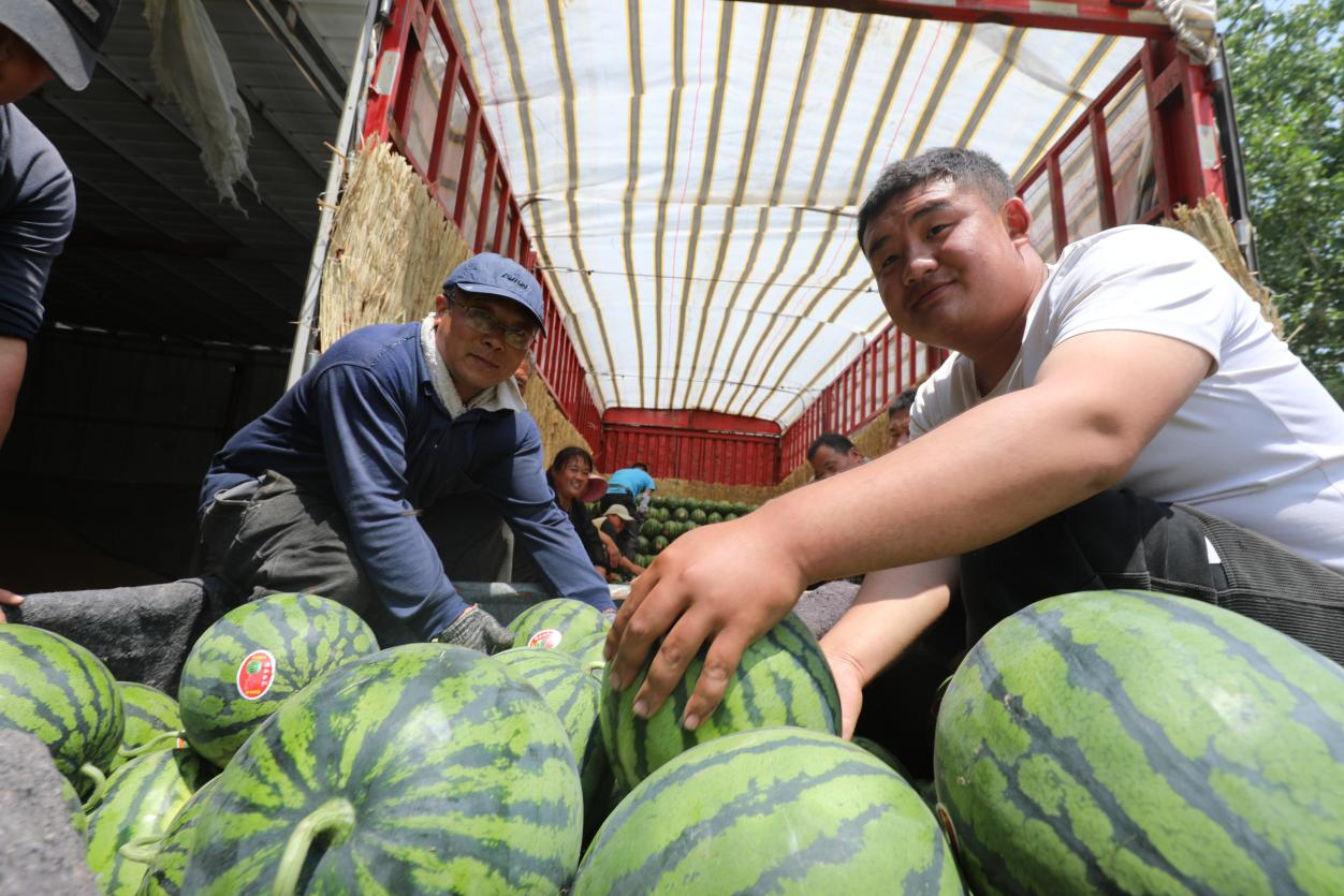 收购商在束馆镇闫庄村收购西瓜。 庞涛摄