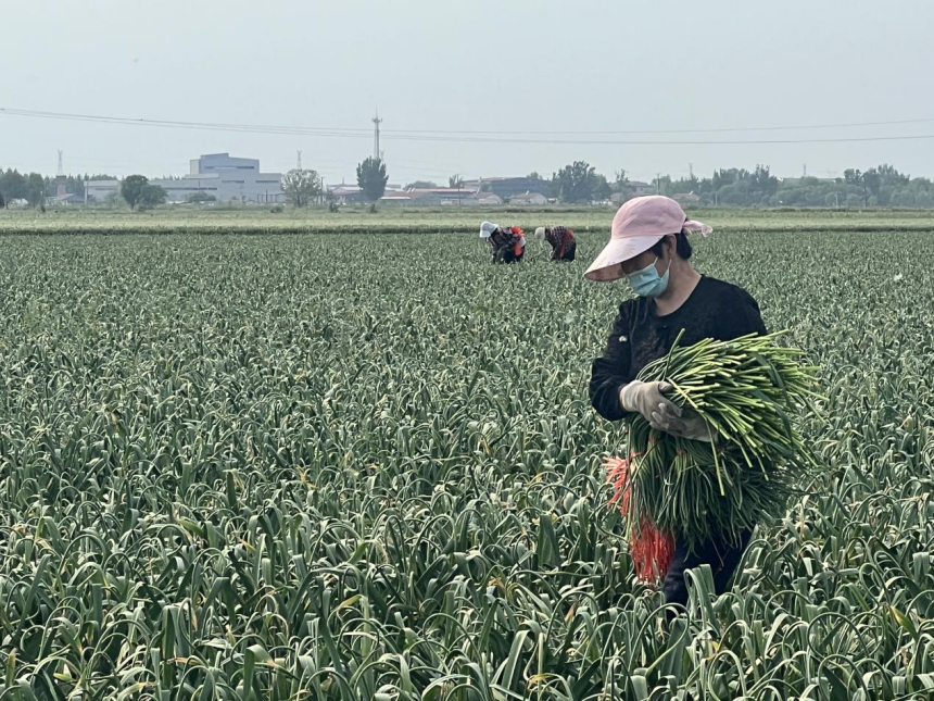 東光縣蒜田裡，農戶正在搬運採收下來的蒜薹。 尹晶晶攝