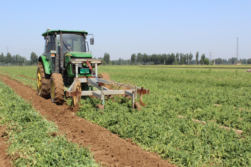 東光縣豌豆田裡，農戶正在駕駛農機採收豌豆。 趙越攝
