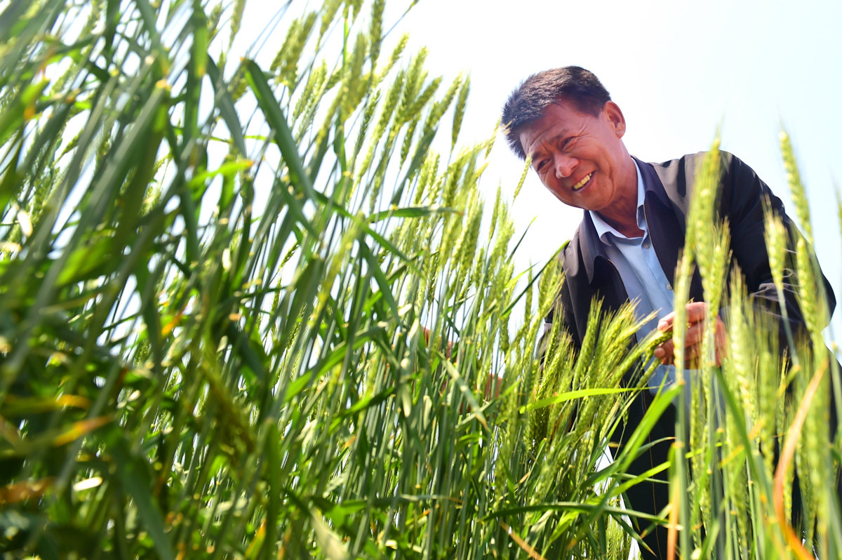日前，河北省滄州市黃驊市舊城鎮后仙庄農民在察看灌漿期的小麥長勢。 傅新春攝