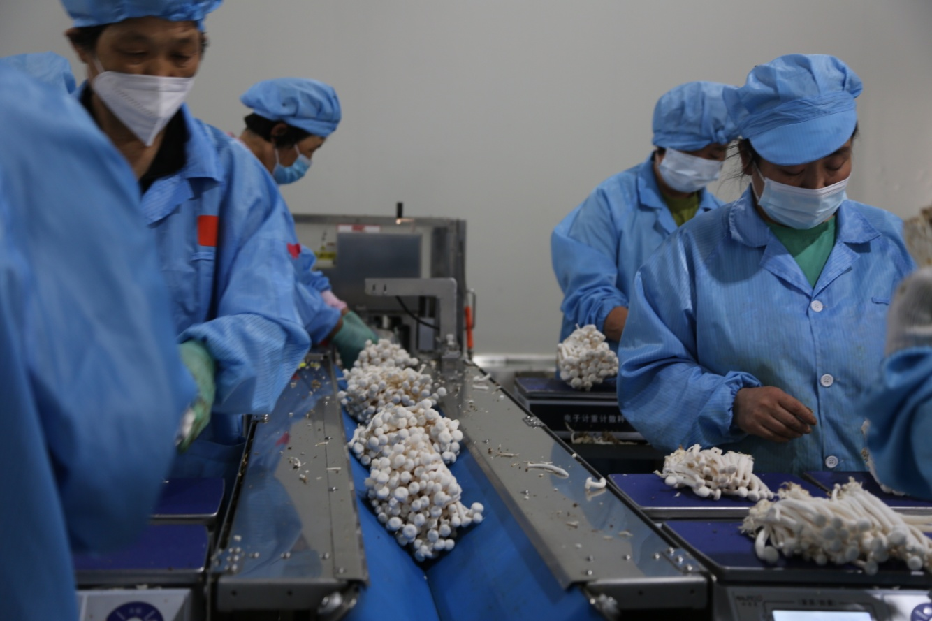 工人正在包装车间分拣海鲜菇。 张帆摄