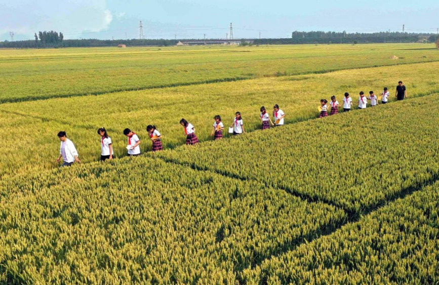 小学生走进即将成熟的旱碱麦麦田。 傅新春摄