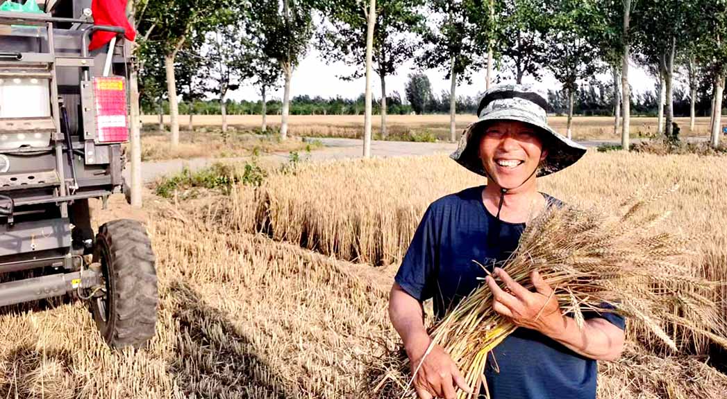 定州市钮店社区居民在小麦收割现场，抱着沉甸甸的麦穗喜笑颜开。 孔祥熙摄