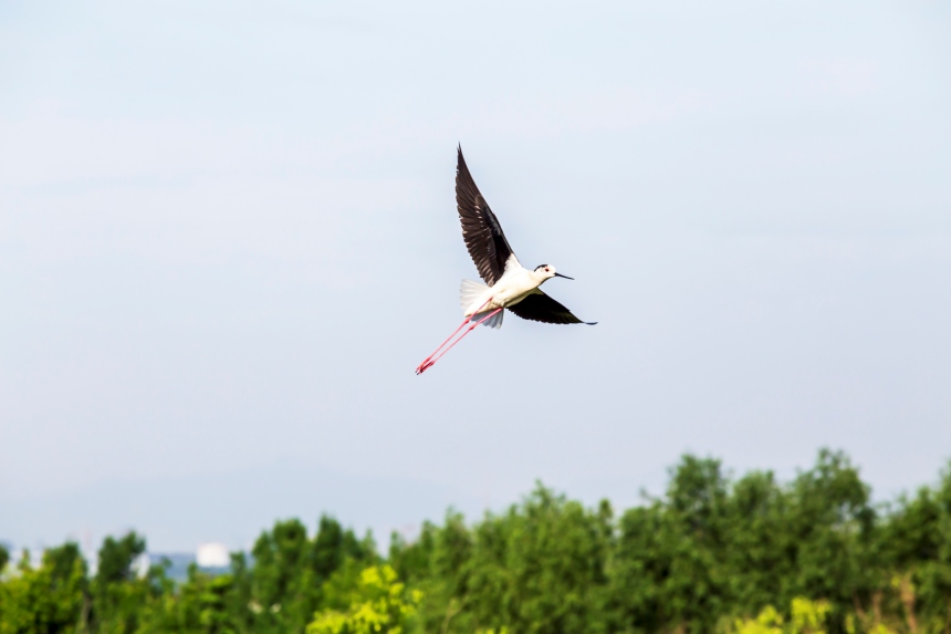 在河北省邯郸市园博园清渠如许景点，被称为鸟界“超模”的黑翅长脚鹬展翅高飞。 聂长青摄