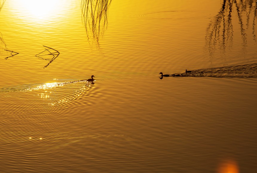 河北省邯郸市园博园西湖里的野鸭子。聂长青摄
