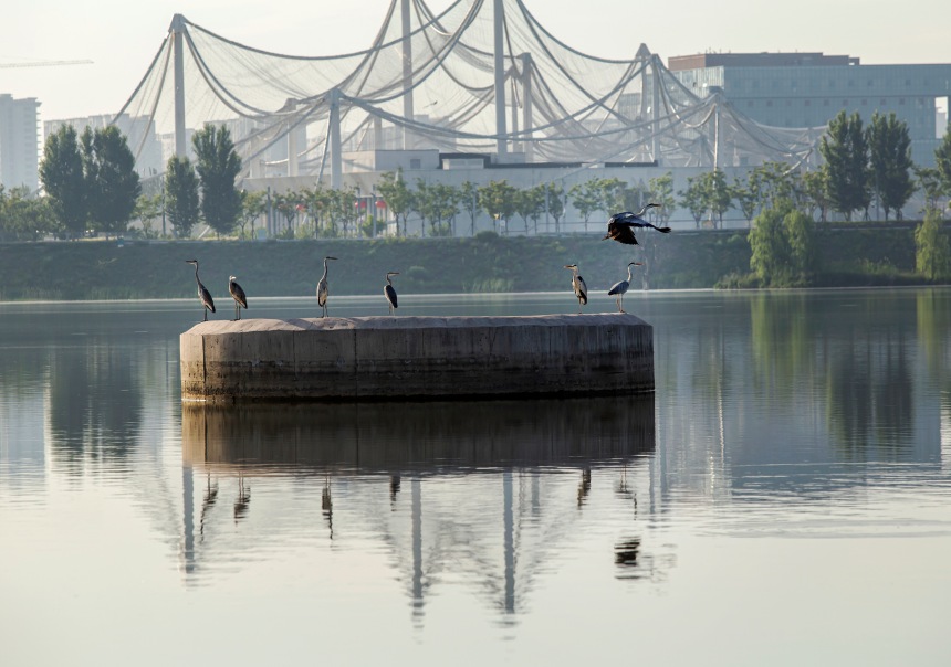 河北省邯郸市园博园西湖，苍鹭在湖面上“翩翩起舞”。聂长青摄
