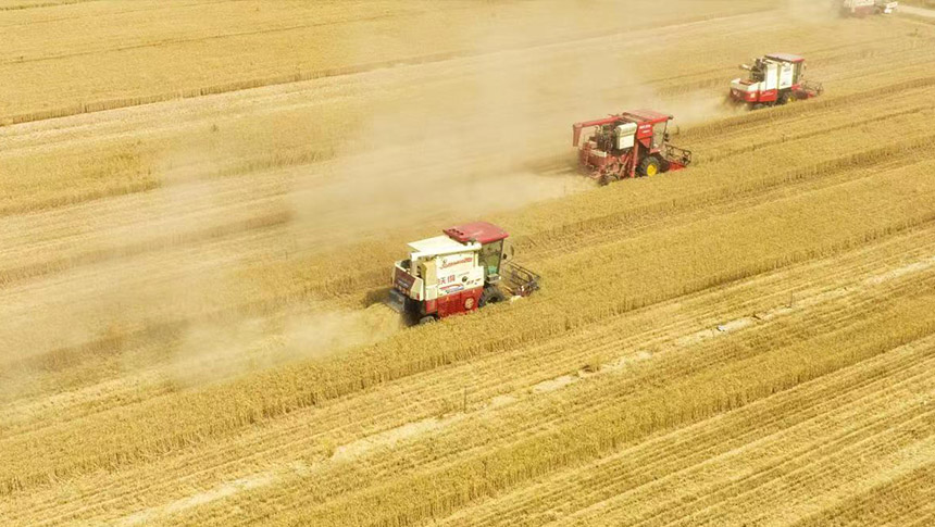 河北省定州市小麥開鐮收割。 白永民攝
