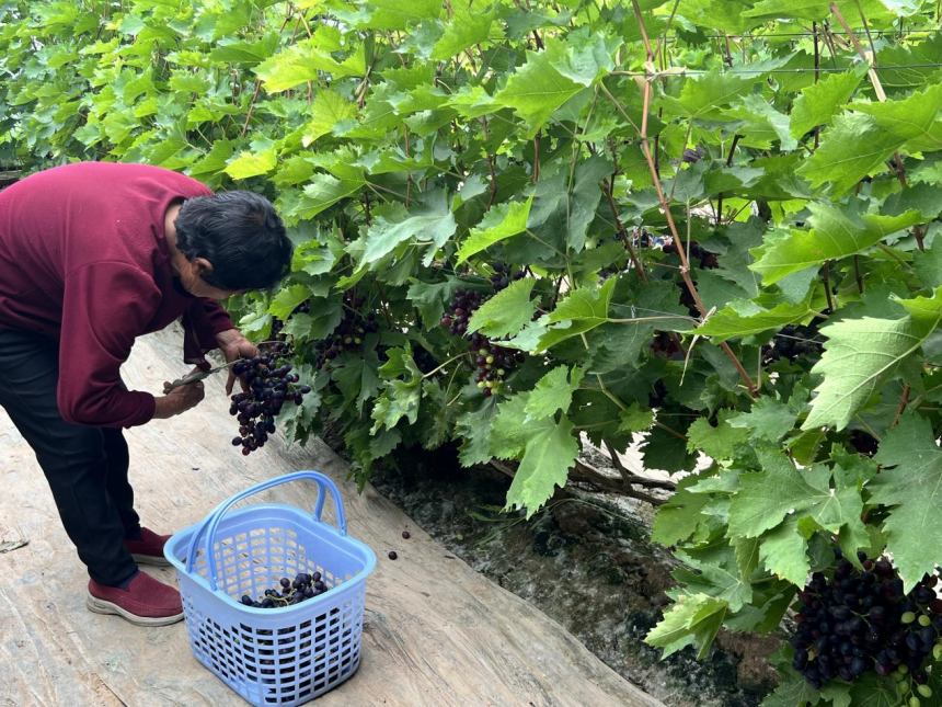 河北省东光县秦村镇的葡萄园里,农户正在帮游客挑选葡萄。 尹晶晶摄
