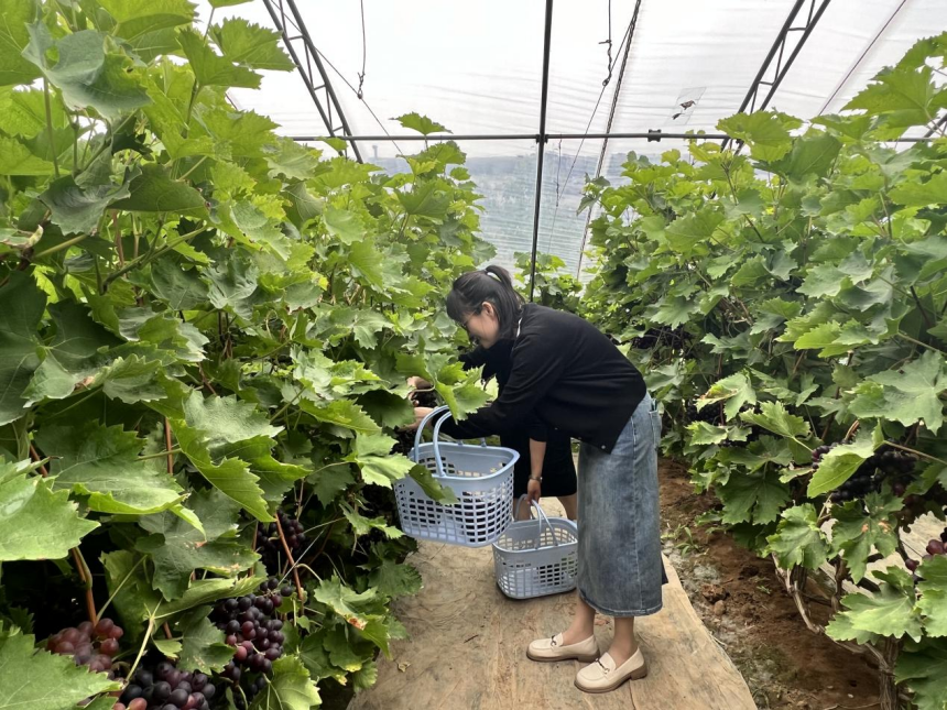 河北省东光县秦村镇的葡萄园里,游客正在采摘葡萄。 尹晶晶摄