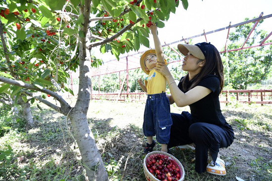 在文安县金泽家庭农场樱桃园，游客正在采摘樱桃。 高丹钰摄