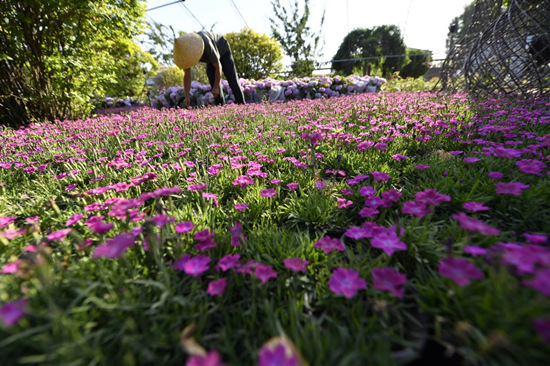 文安県文安鎮怒彩園林庭園では、労働者が花を手入れしている。王暉撮影