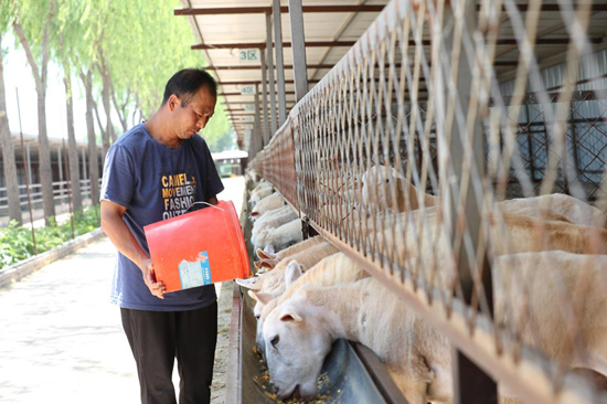 文安县大围河乡“家庭农场”，村民正在喂养羊群。高丹钰摄