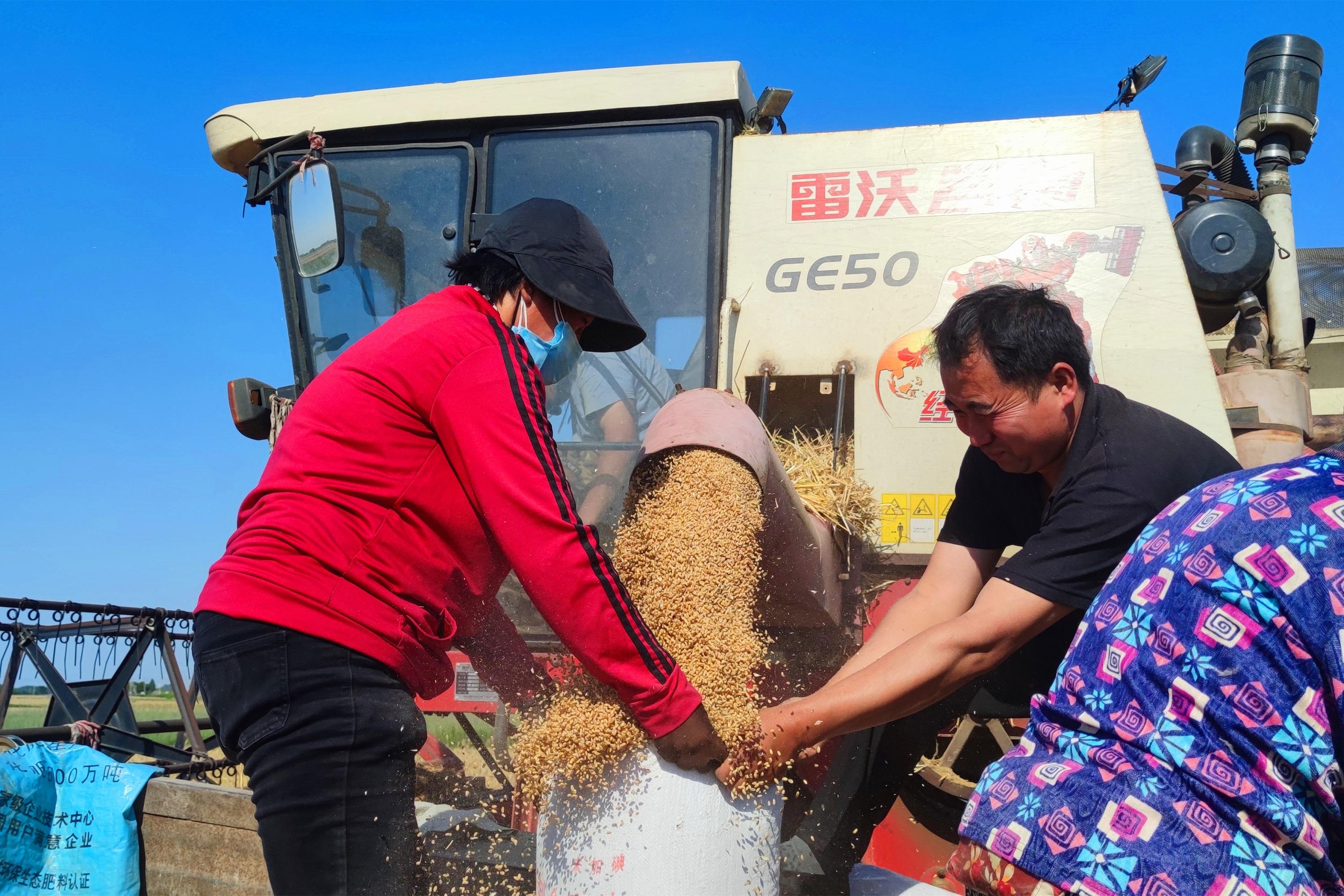 博野鎮小營村農民將收獲的小麥裝車。 陸玫辛攝
