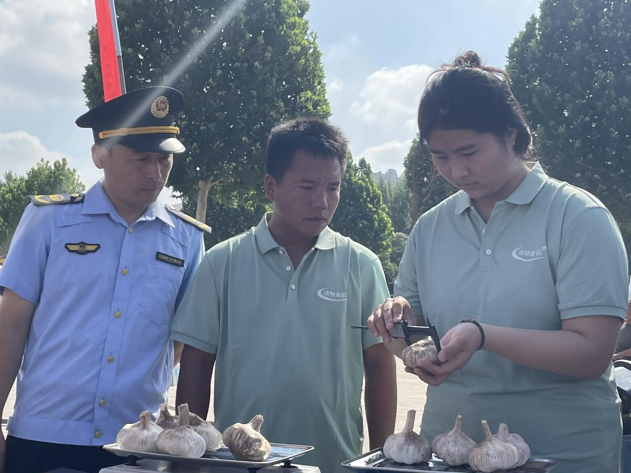 测量人员对参赛蒜进行称重、测量、记录、输入电脑。 大名县委宣传部供图