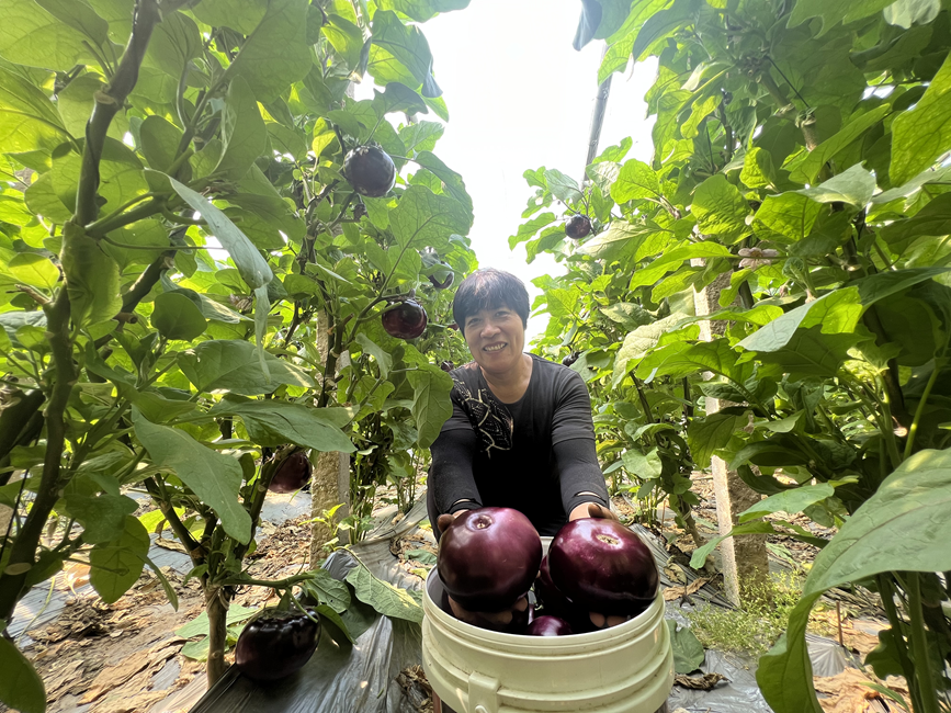 樂亭縣馬頭營鎮東石碑村棚室茄子喜迎豐收。 常曉寧攝