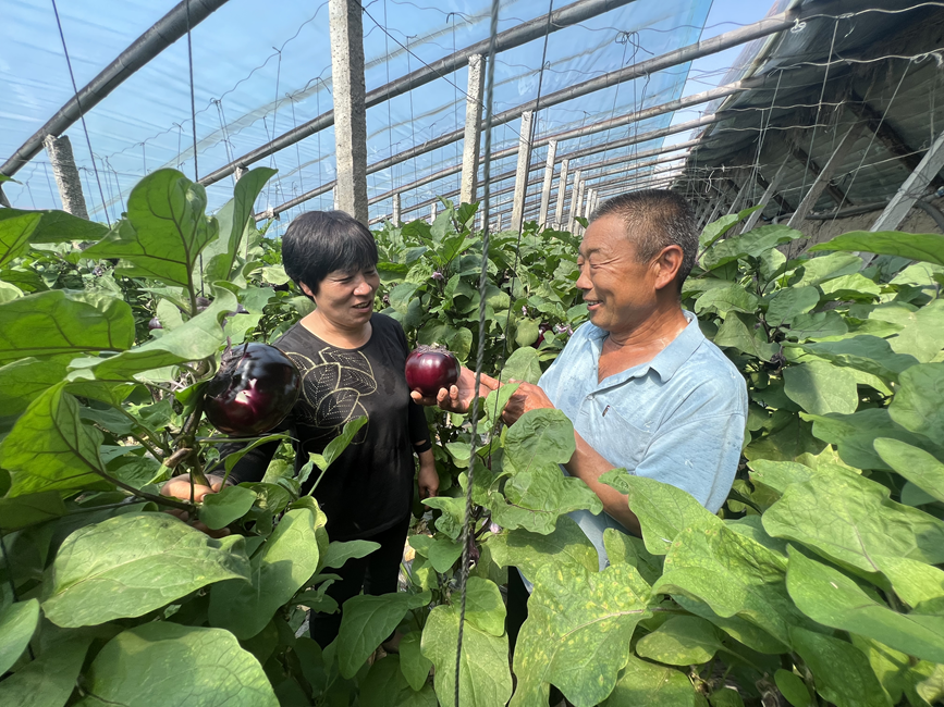 河北樂亭縣馬頭營鎮東石碑村棚室茄子喜迎豐收。 常曉寧攝