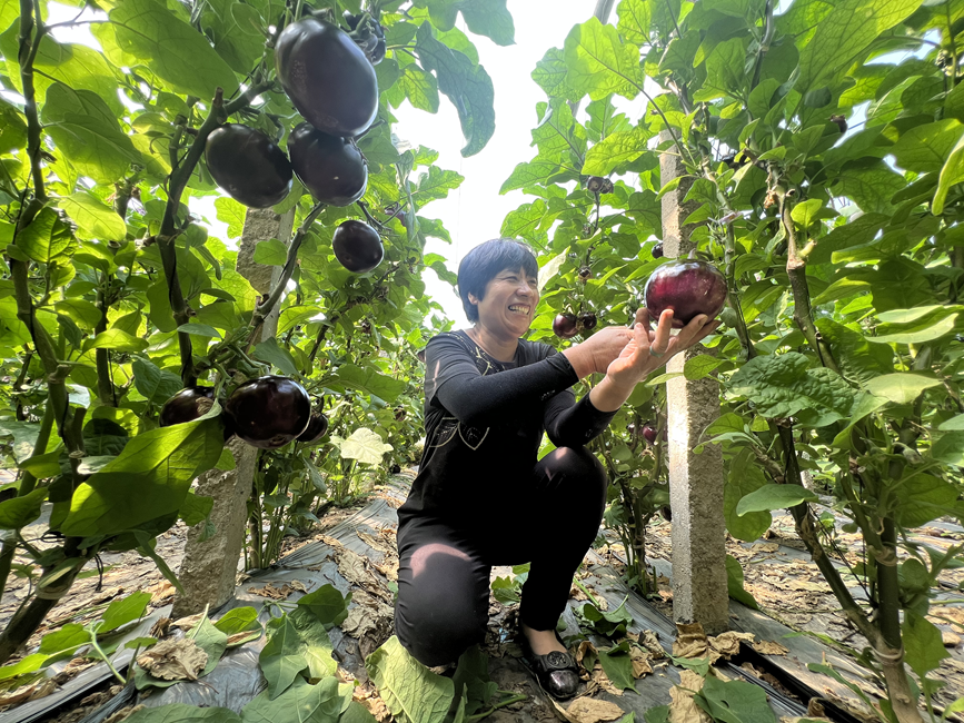 樂亭縣馬頭營鎮東石碑村棚室茄子喜迎豐收。 常曉寧攝