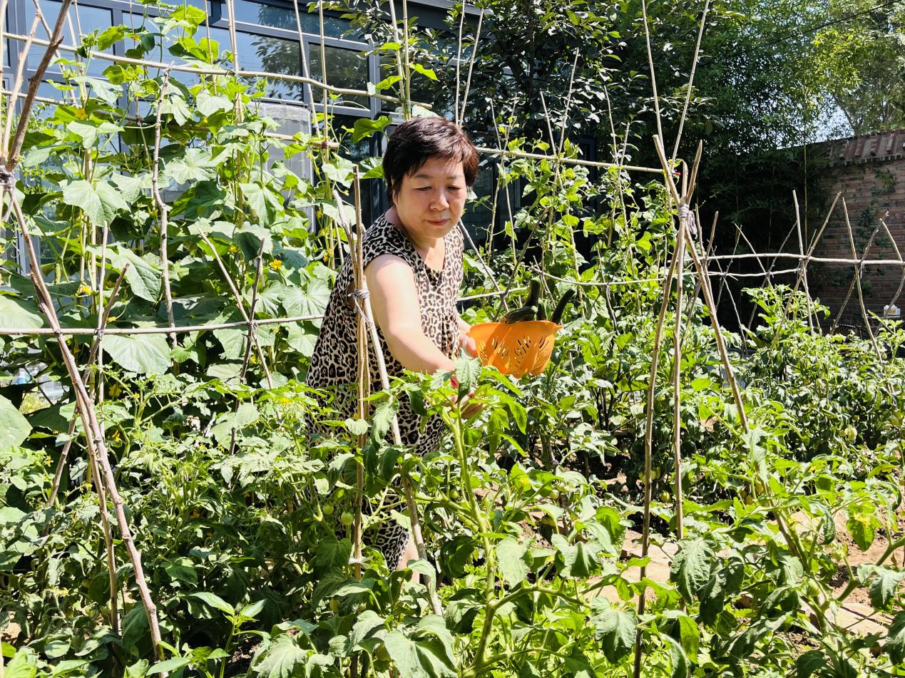 美丽庭院主人采摘蔬菜。 李金璐摄