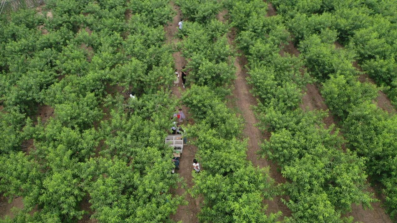 在龍王廟鎮三角店村的黃桃種植園裡，游客正在採摘黃桃。大名縣委宣傳部供圖