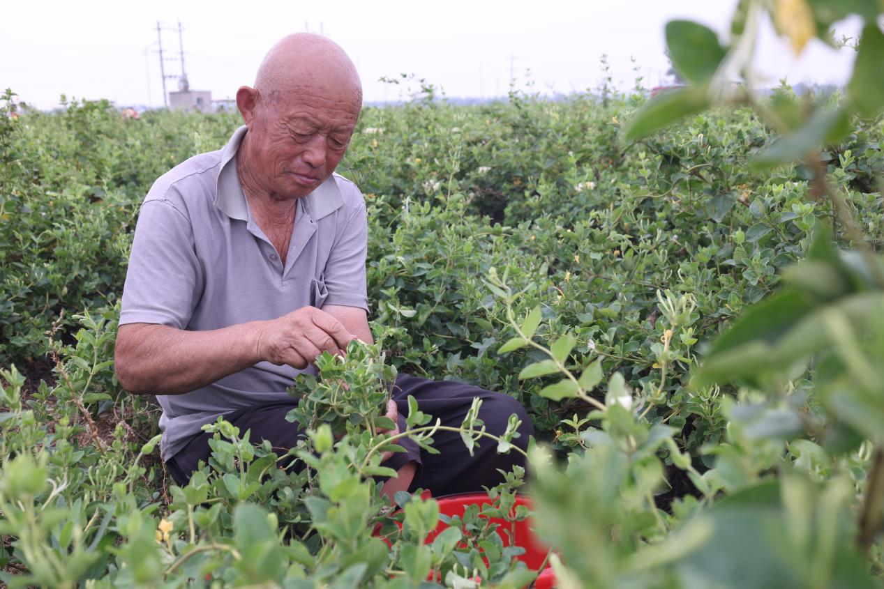 在河北大名舊治鄉李五牌村金銀花種植基地裡，村民正在採摘金銀花。 大名縣委宣傳部供圖