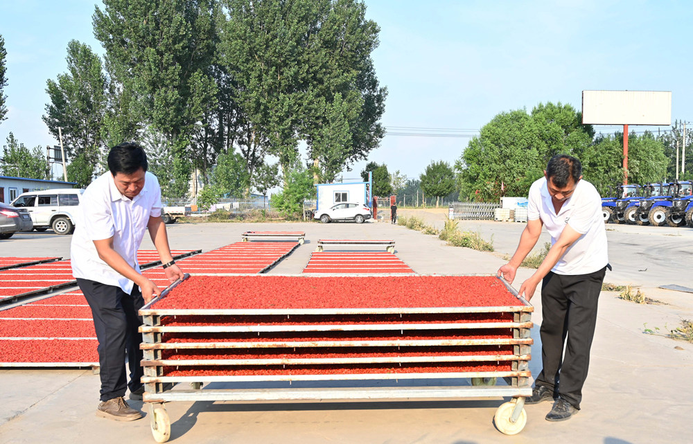 村民在晾晒枸杞。 刘蒙蒙摄
