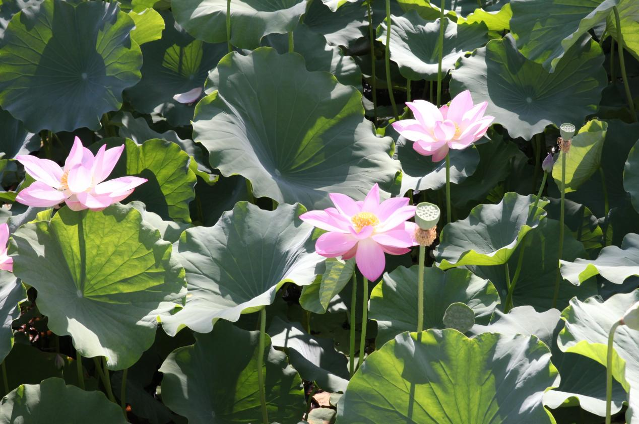 盛夏时节，石家庄市桥西区裕西公园湖面上荷花竞相开放。 吴梦莹摄