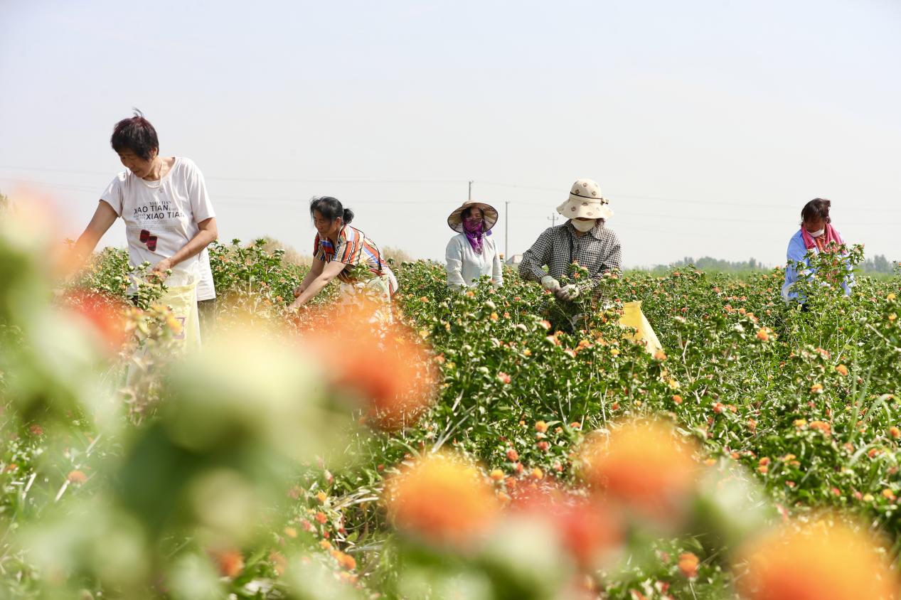東光縣紅花種植基地裡，農戶在採收紅花。 陳英華攝