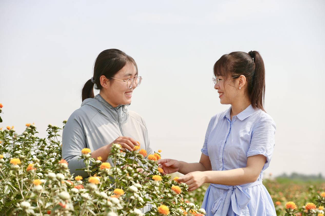 东光县红花种植基地里,基地负责人于雅萍介绍红花种植前景。 陈英华摄
