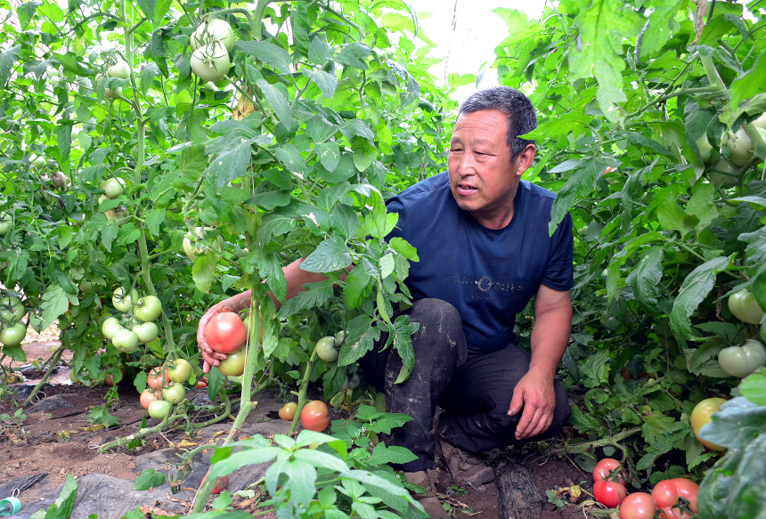 村民正在采摘自己大棚种植的西红柿。 李国强摄