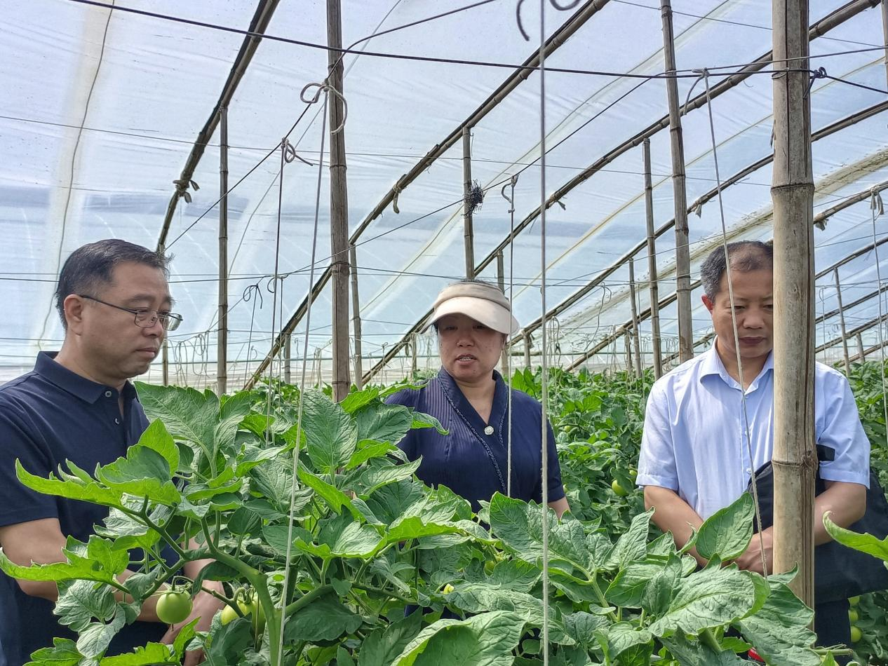 特派员在丽农园艺设计有限公司查看西红柿生长情况。 张光伟摄