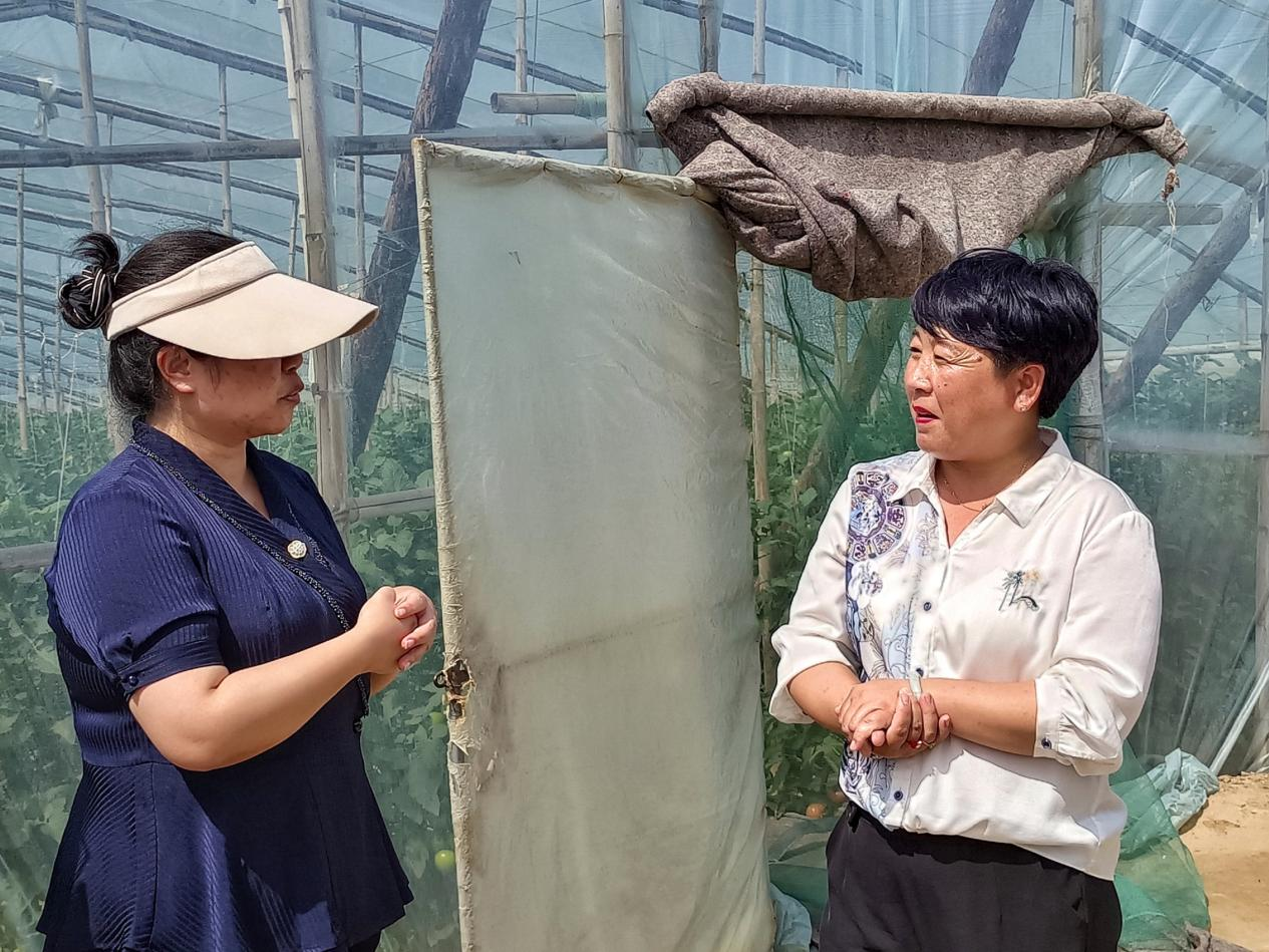 特派员为丽农园艺设计有限公司负责人讲解西红柿生长期的注意事项。 张光伟摄