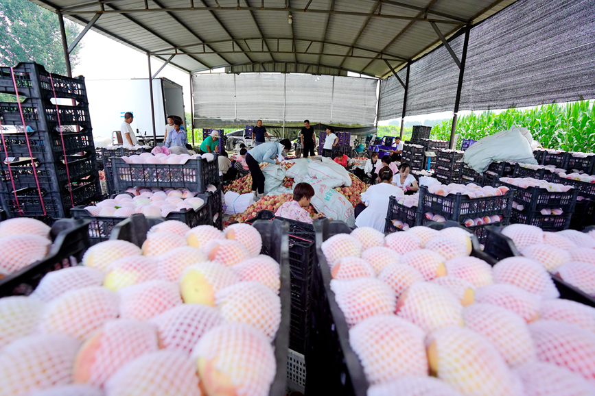 乐亭县一货栈中，工人们正在将鲜桃分拣、装箱。 侯亚婷摄