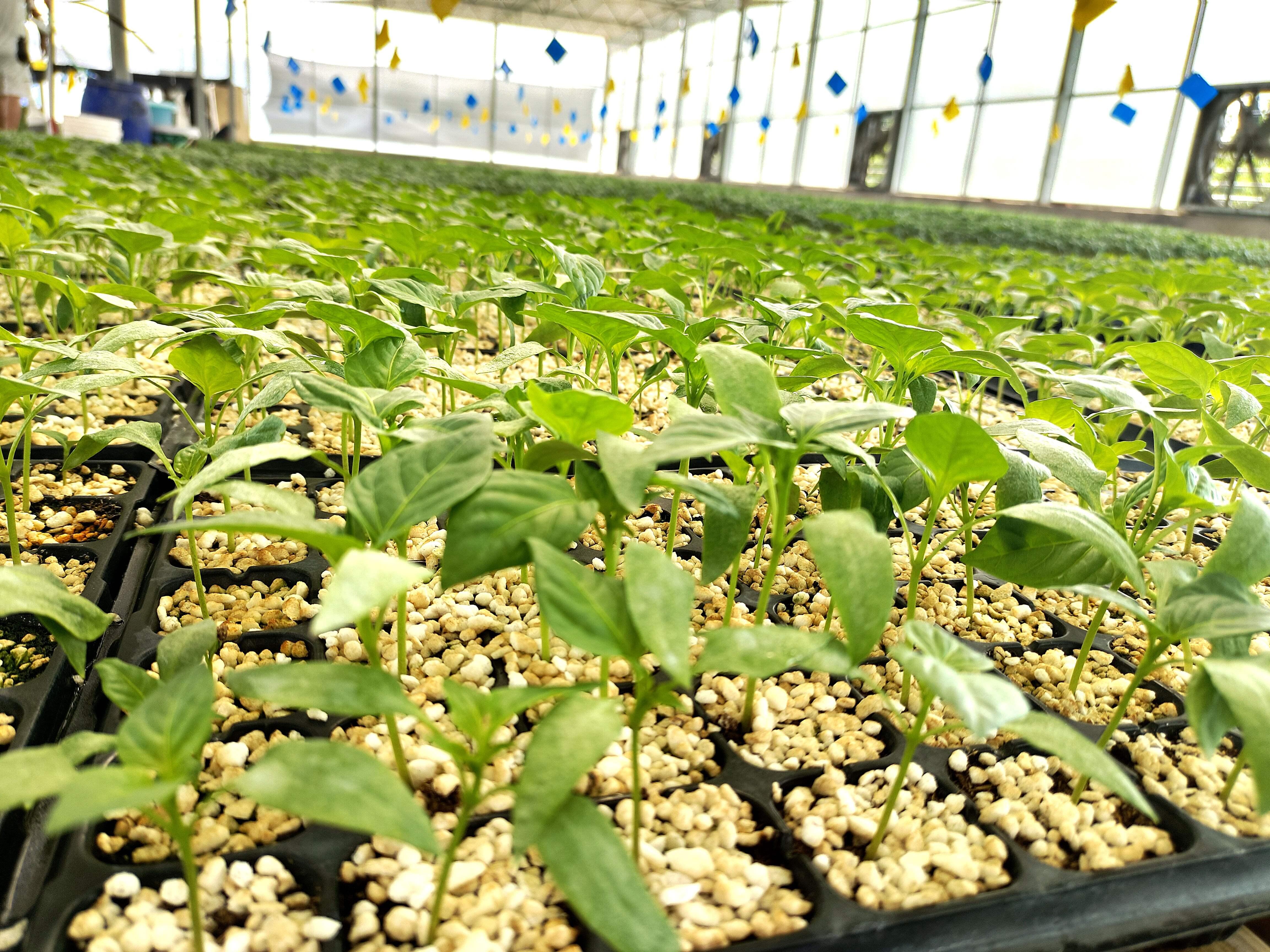 健壯整齊的黃皮大尖椒種苗。 張婷攝